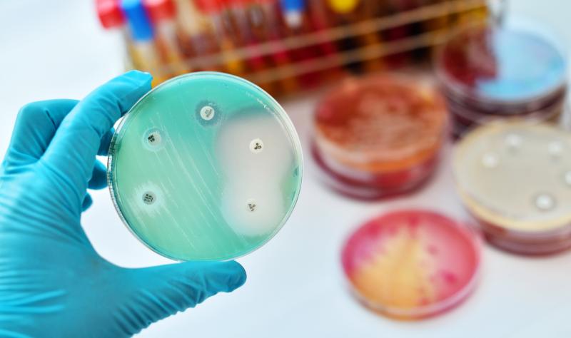Petri dish with resistant bacteria