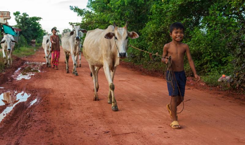 Cambodian boy with cattle