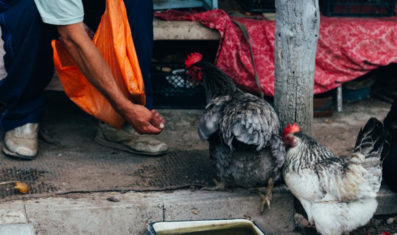 Cambodia confirms 2 more H5N1 avian flu infections