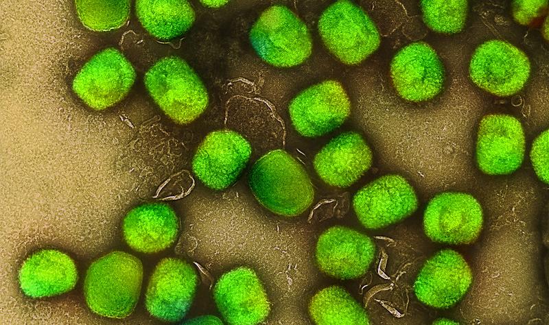 mpox green