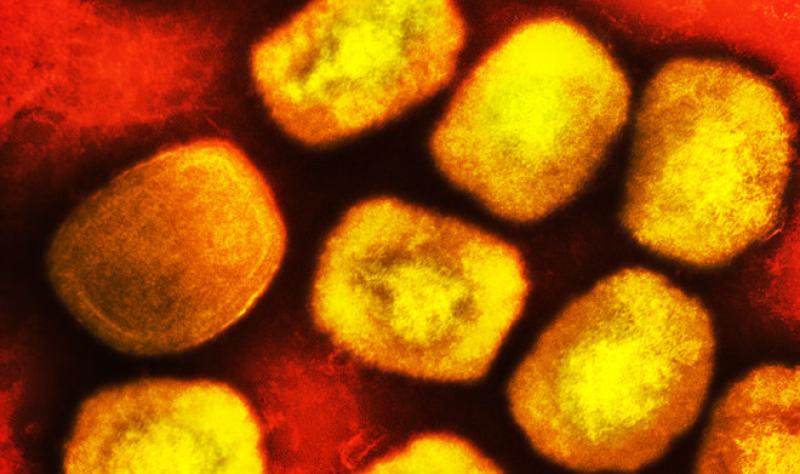 mpox red gold