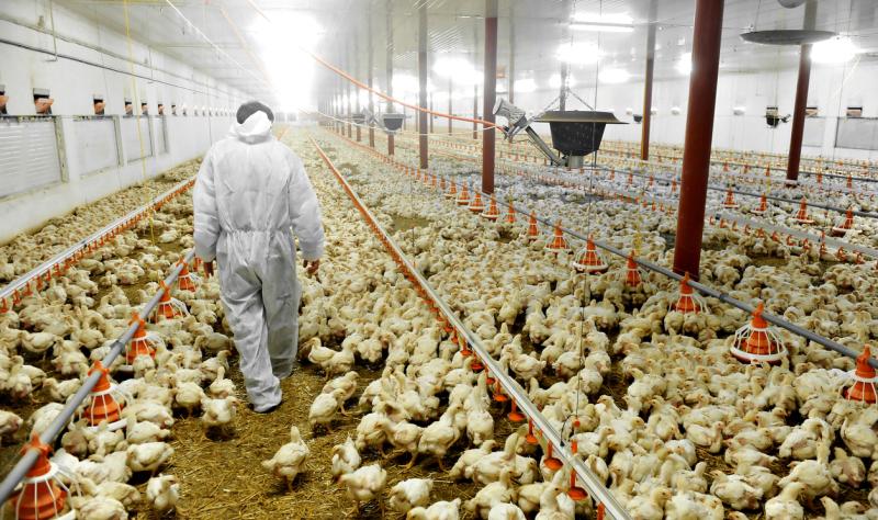 Wisconsin reports presumptive avian flu in poultry worker as California declares emergency University of Minnesota Twin Cities Wisconsin reports presumptive avian flu in poultry worker as California declares emergency University of Minnesota Twin Cities