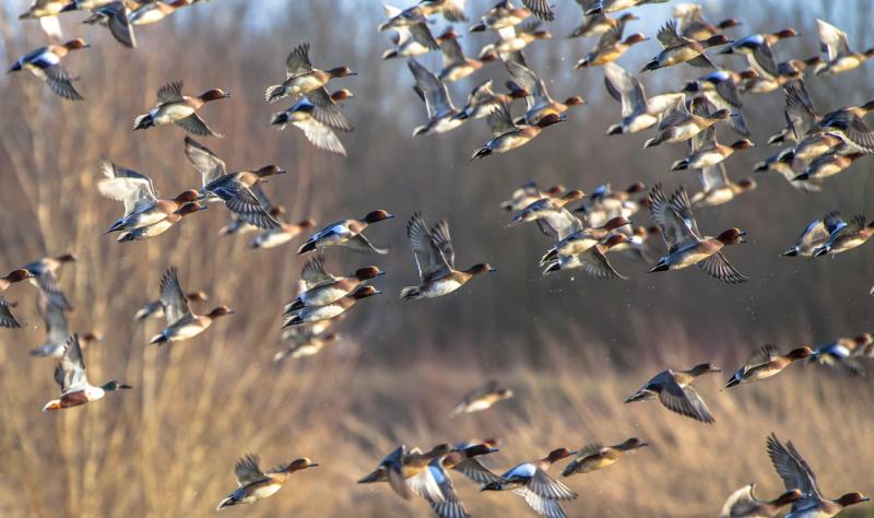 H5N1 sickens Iowa poultry worker; virus strikes more cats, wild birds, and poultry H5N1 sickens Iowa poultry worker; virus strikes more cats, wild birds, and poultry