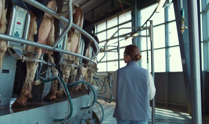 woman in milking parlor