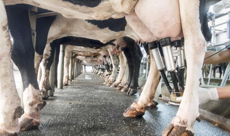Avian flu infects 2 more California dairy workers as CDC confirms Wisconsin case