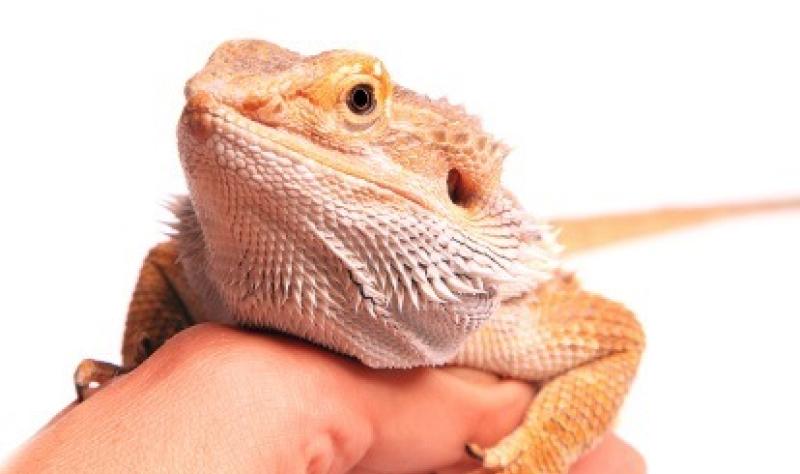 Bearded dragon lizards behind salmonella outbreak, CDC says