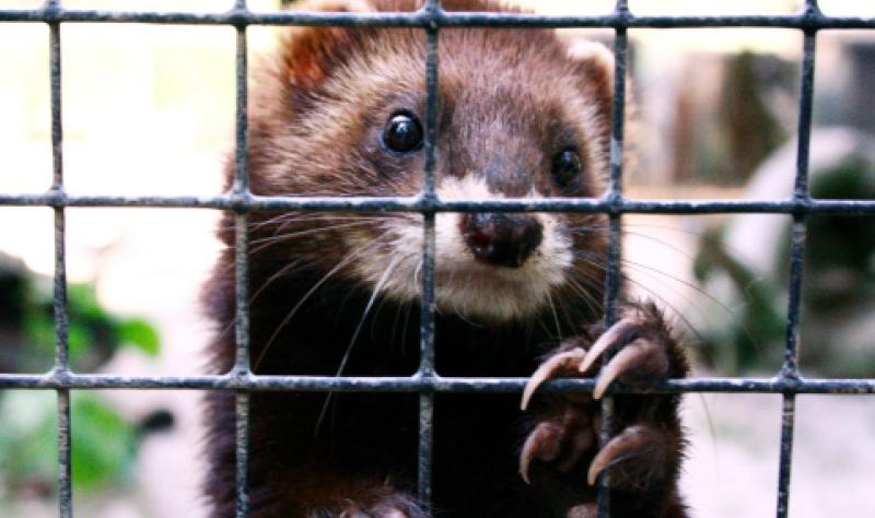 Ferrets Reveal A Game Changer Seasonal Flu And H5N1 Protection - 0x5js60
