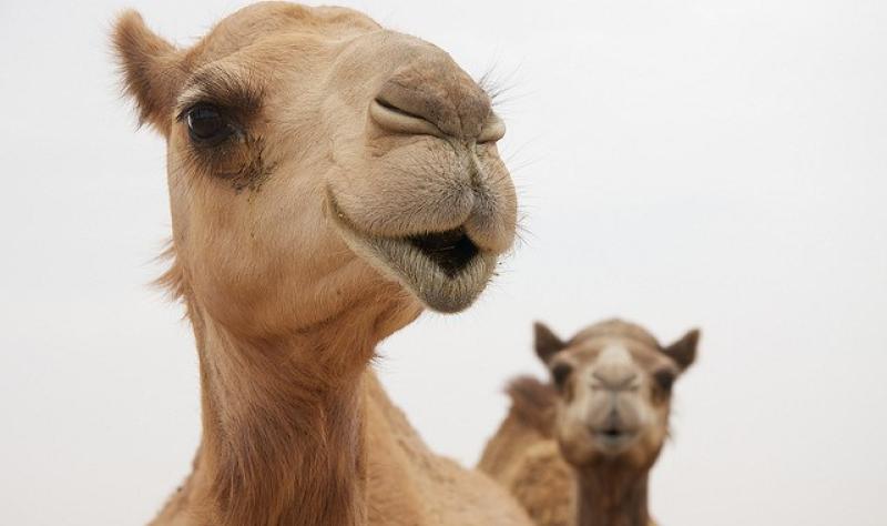 Two New Saudi Mers Cases Noted As Experts Air Road Map Cidrap Two New Saudi Mers Cases Noted As Experts Air Road Map Cidrap