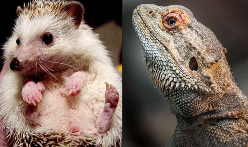 Outbreak strain of Salmonella traced to pet bearded dragons; 25 states involved