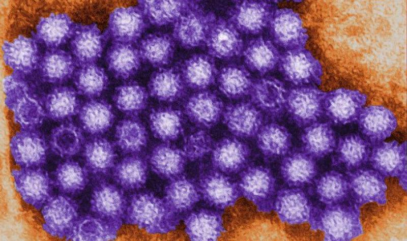 CDC says norovirus sickens up to 21 million a year | CIDRAP