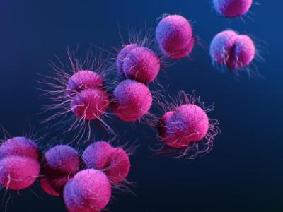 Gonorrhea bacteria