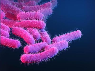 Shigella bacteria