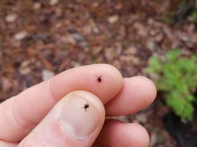 Western black-legged ticks