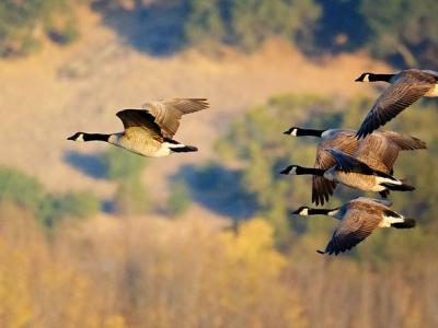 Canadian geese 