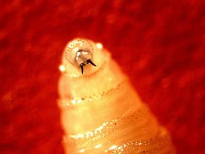 screwworm larva