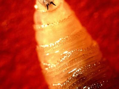 screwworm larva