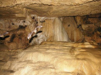Bats in cave