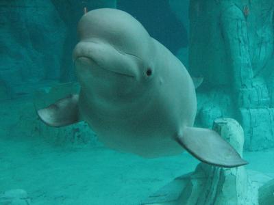 Beluga whale