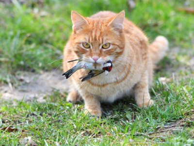 Cat with bird in its mouth