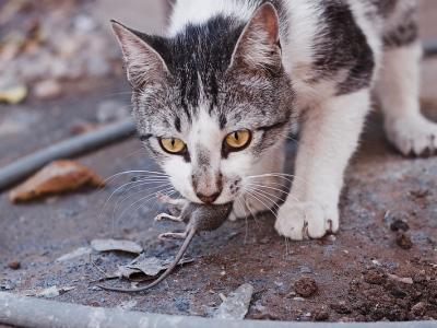 Cat with mouse in mouth