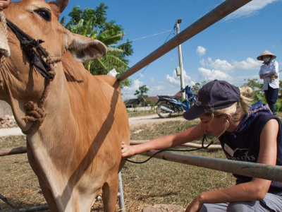 Cow with vet