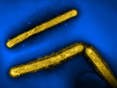 H5N1 gold blue