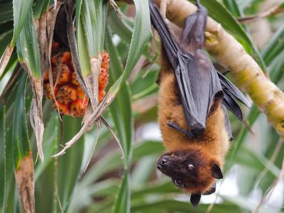 Indian fruit bat