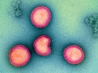 Influenza B viruses