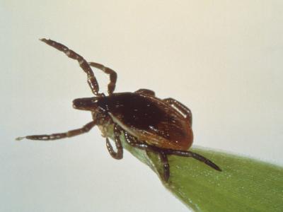 Black-legged tick