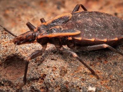 Kissing bug
