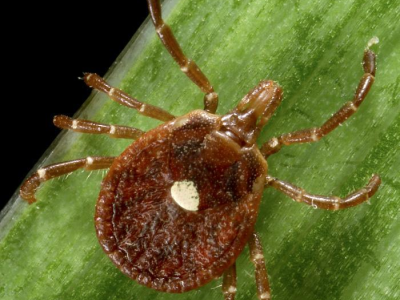 Lone star tick
