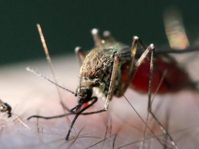 midge and mosquito