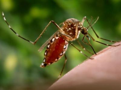 Mosquito