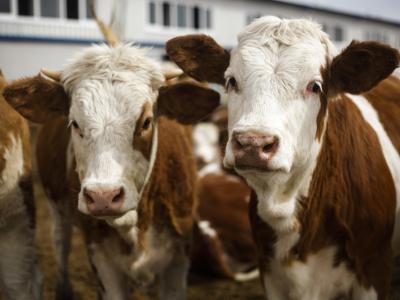 beef cattle