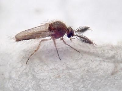 biting midge