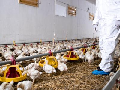 farm biosecurity