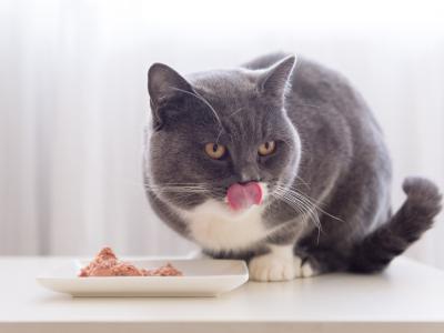 gray cat and raw food