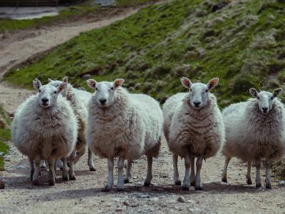 group of sheep