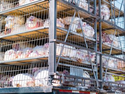 turkeys in cages