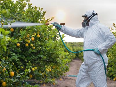 Farmworker spraying pesticide on citrus trees