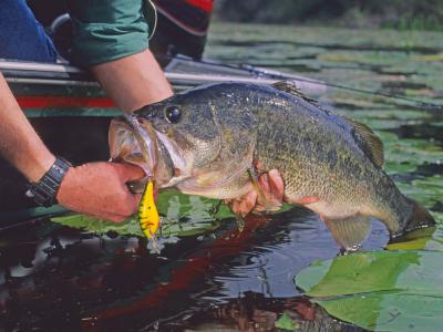 Largemouth bass