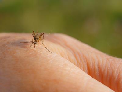 west nile virus