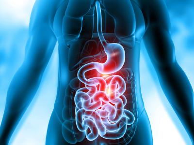 Upper gastrointestinal system illustration