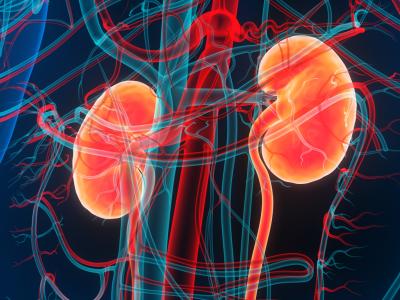 kidneys
