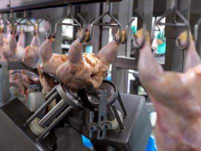 Raw poultry in processing plant