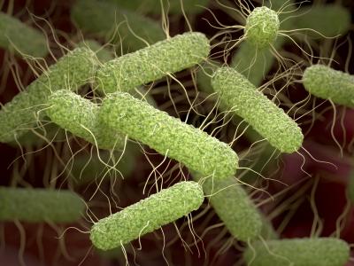 Salmonella bacteria