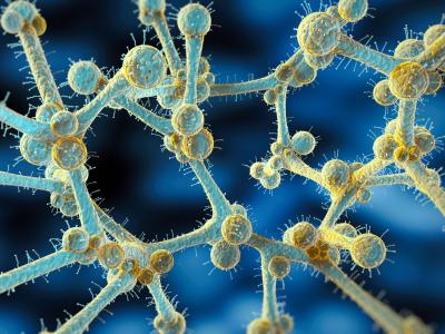 Candida auris illustration