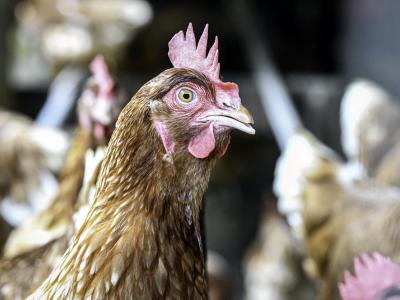 bird flu chicken