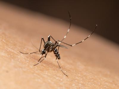 Aedes albopictus mosquito
