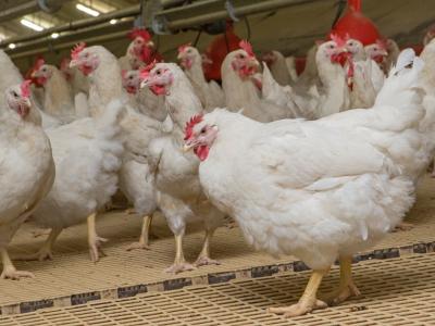 commercial poultry barn
